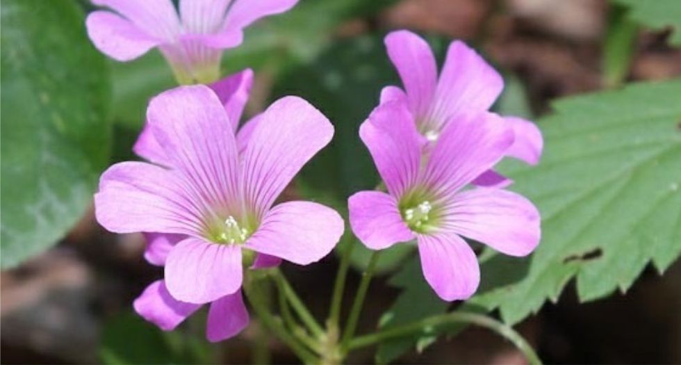 بنفسج وودسوريل Violet Woodsorrel