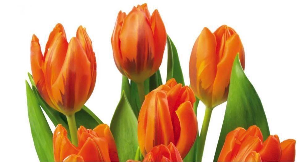 زهرة التوليب Tulip