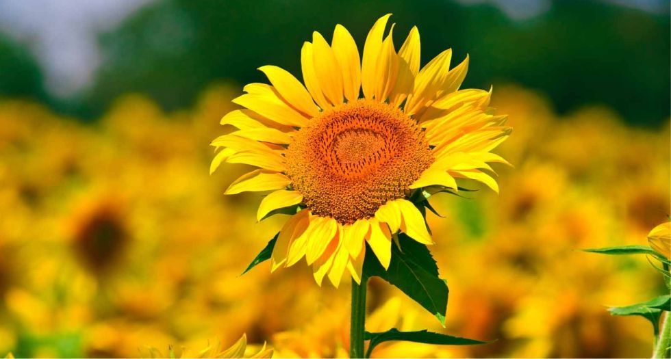 دوار الشمس Sunflower