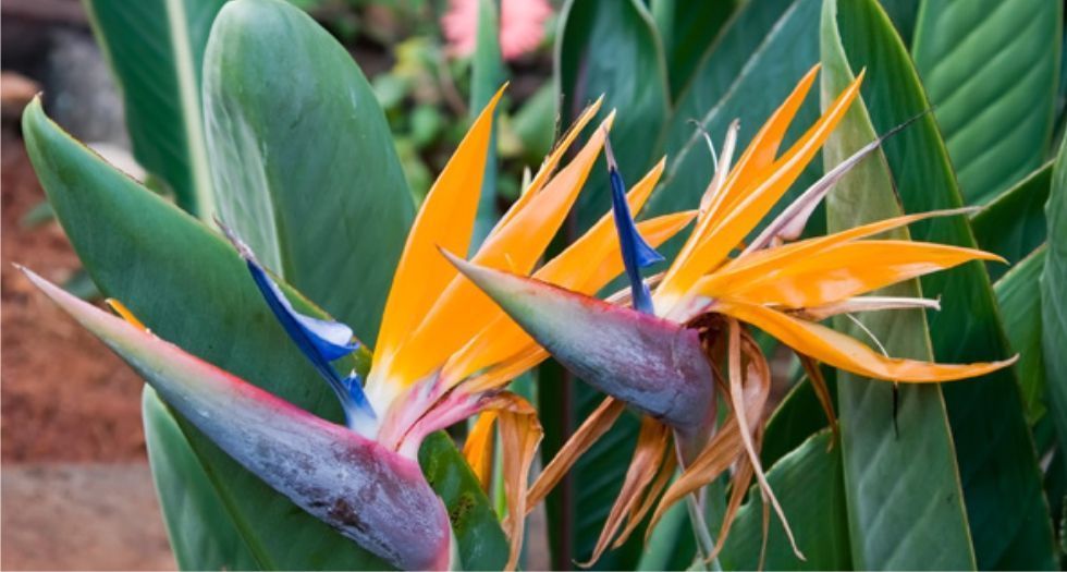 عصفور الجنة Strelitzia