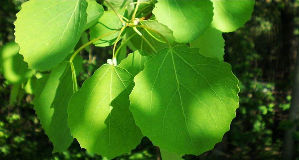 برعم الحور Poplar (Populus) buds