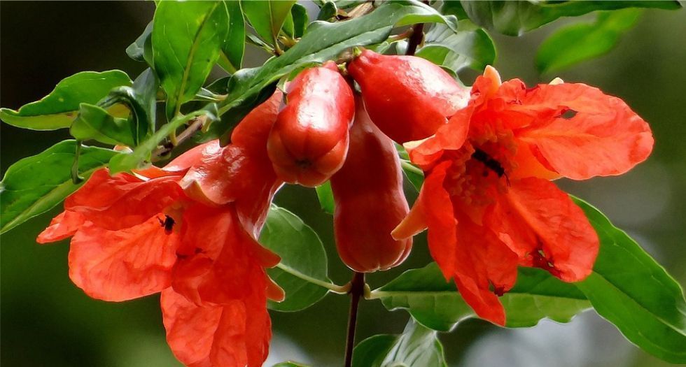 زهر الرمان Pomegranate blossom