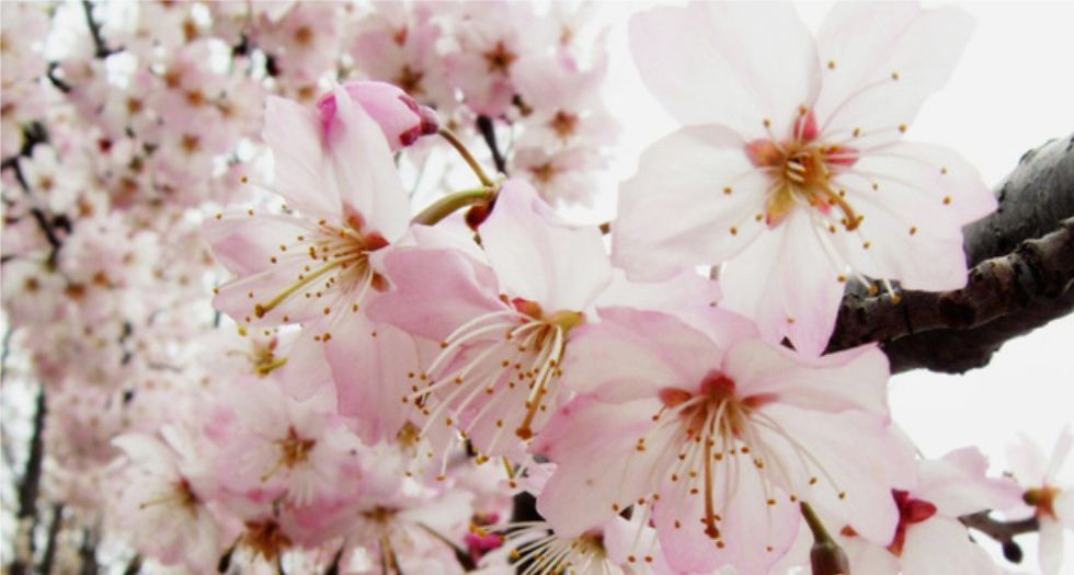 زهرة الكرز الحامض Sour Cherry Blossom