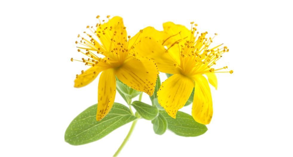 نبتة القديس يوحنا St. John's Wort