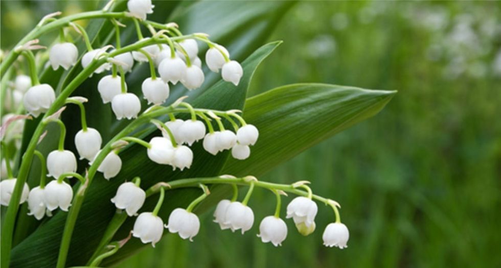 زنبق الوادي Lily of the valley