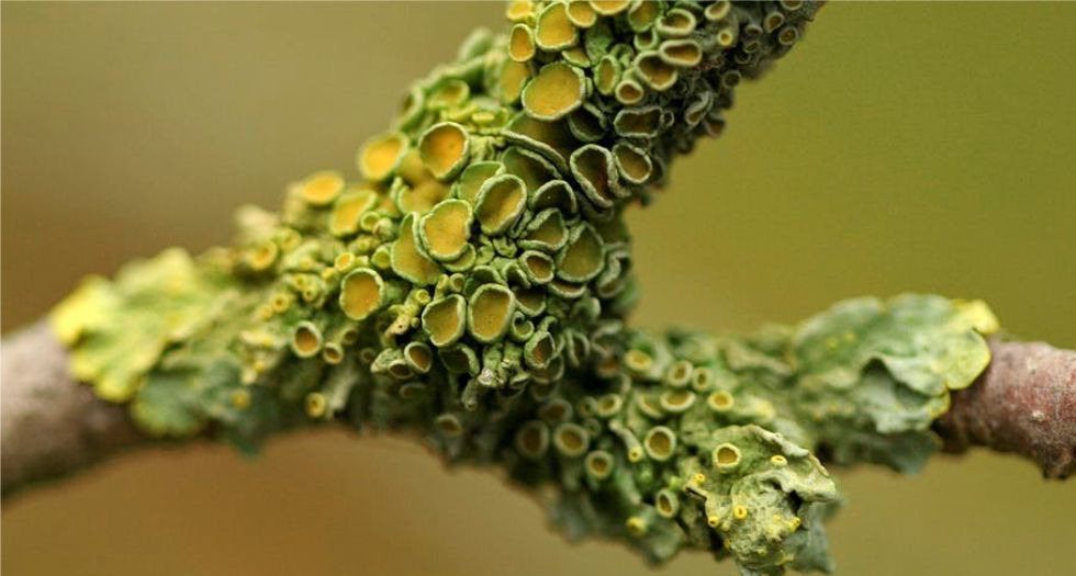 الأشنة lichen
