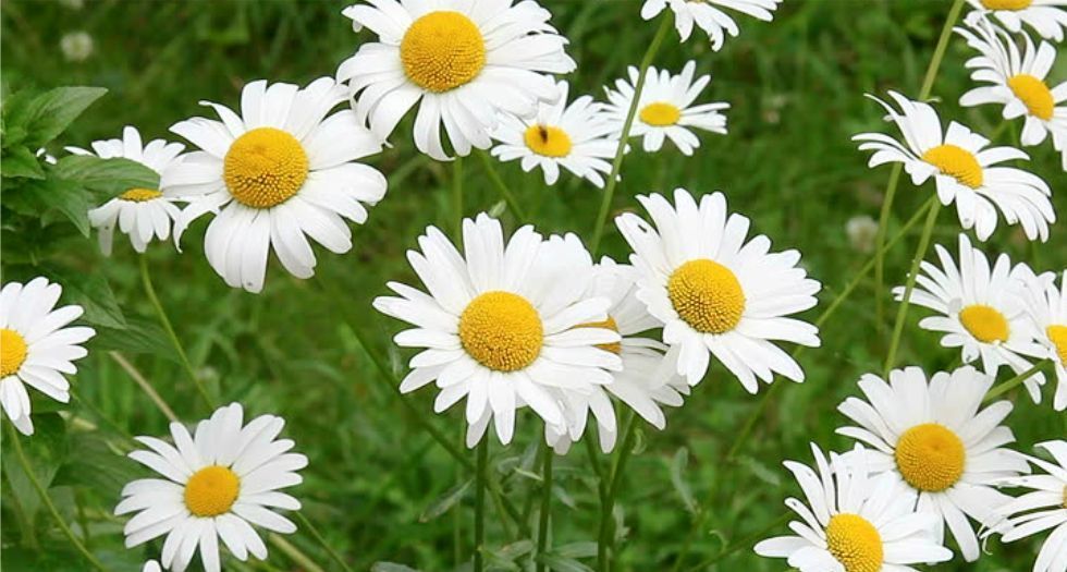 بابونج Chamomile