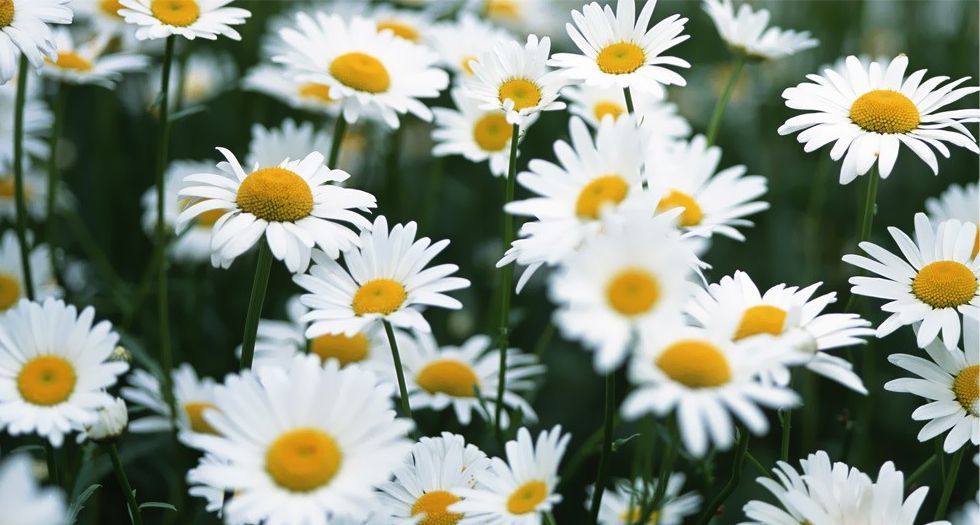 زهرة اللؤلؤ daisy