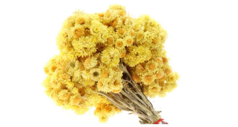 الخلود immortelle