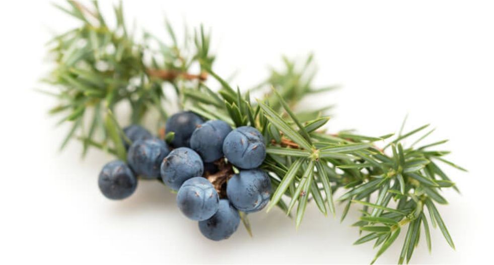 توت العرعر Juniper Berries