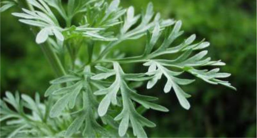 نبات الشيح Artemisia