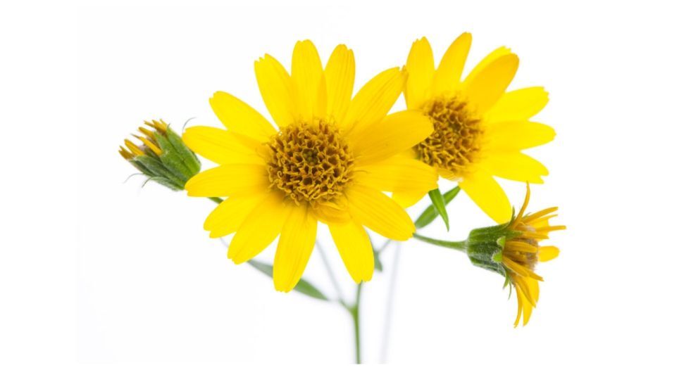 زهرة العطاس Arnica