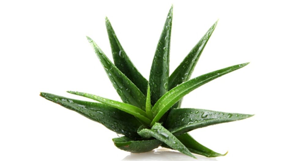 صبر فيرا Aloe Vera