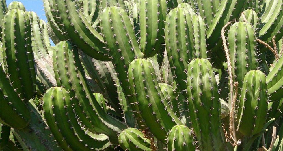 صبار cactus