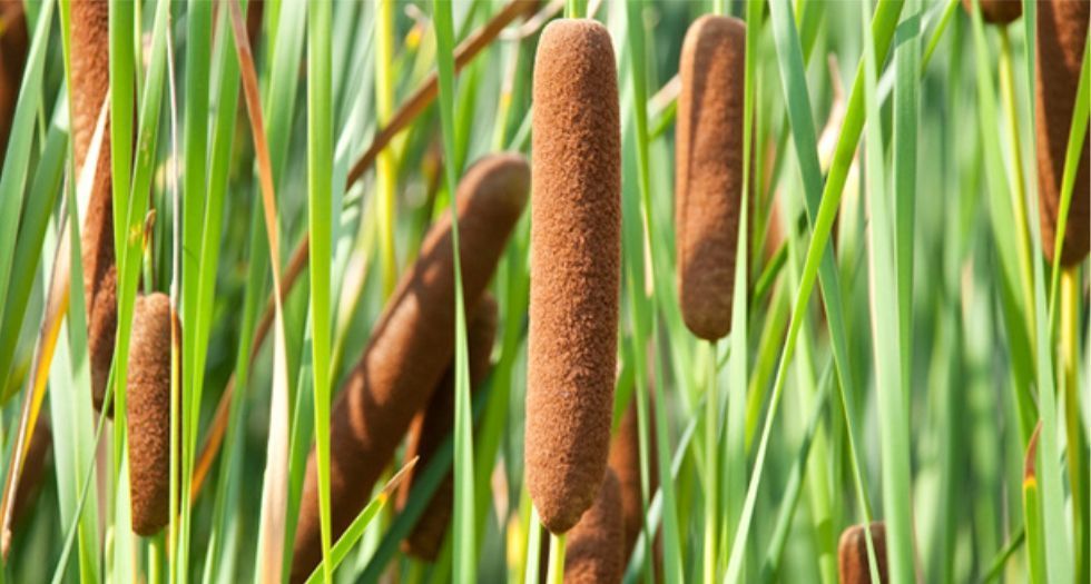 بوط Bulrush