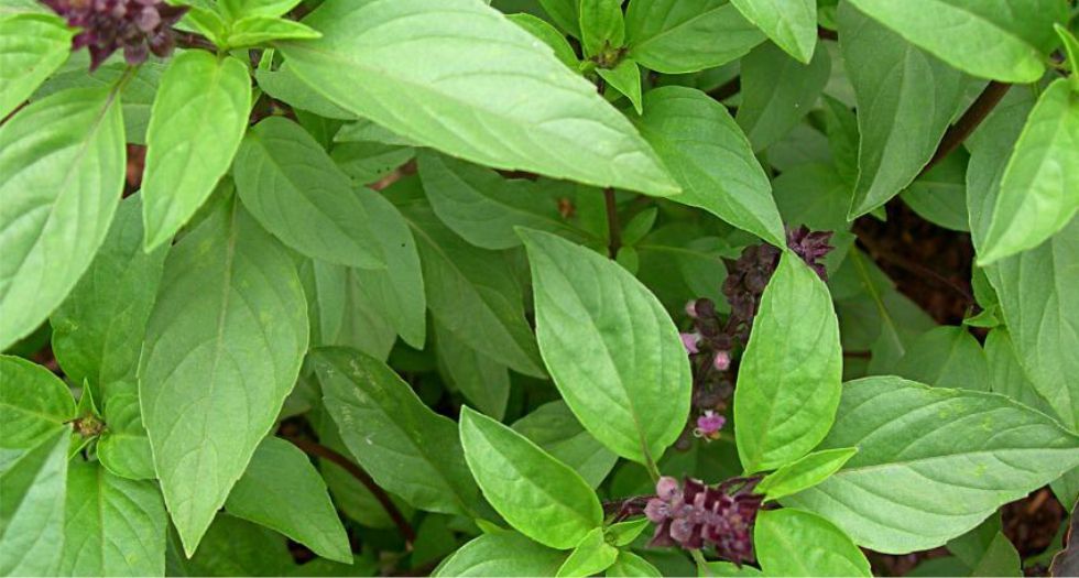 ريحان Basil
