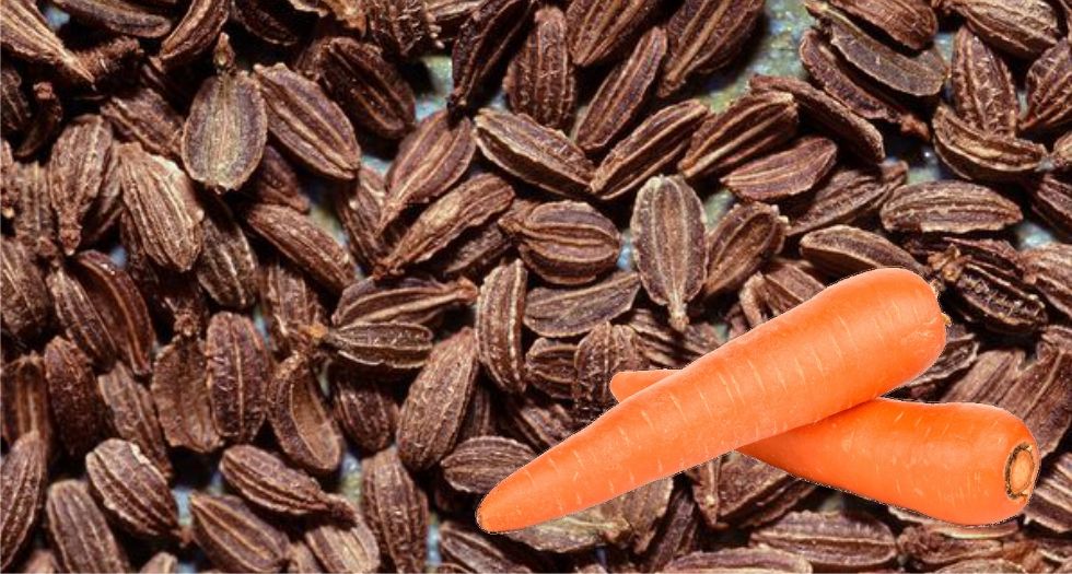 بذور الجزر Carrot Seeds