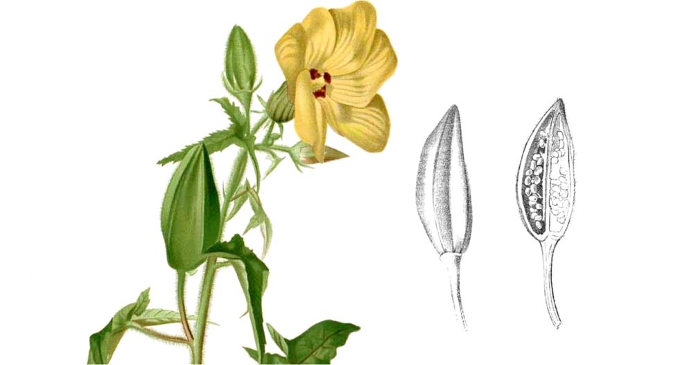 مسك ملاو Ambrette (Musk Mallow)