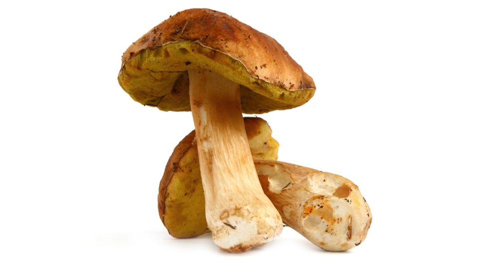 فطر سابس Cepes