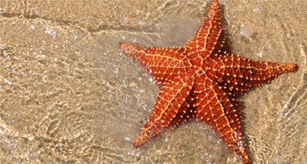نجم البحر Starfish