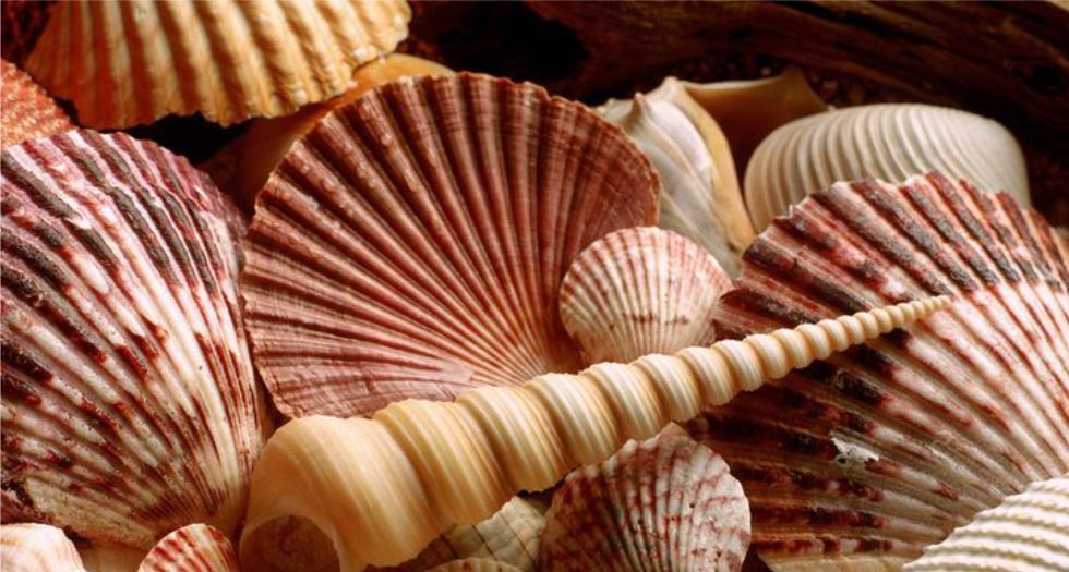 صدف البحر Sea Shells