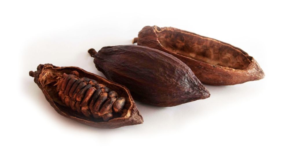 قرون الكاكاو Cacao Pod