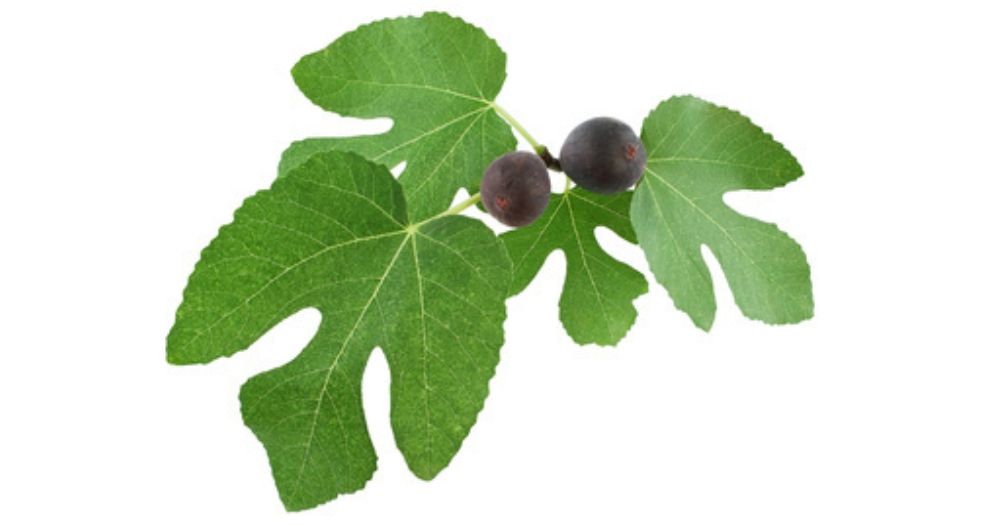 ورق التين Fig leaf