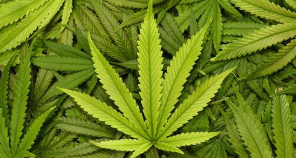 القنب Cannabis