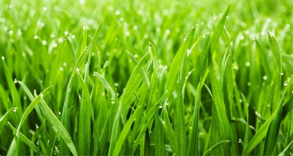 عشب Grass