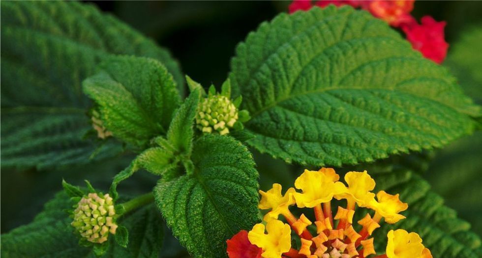 ورق لانتانا Lantana leaf