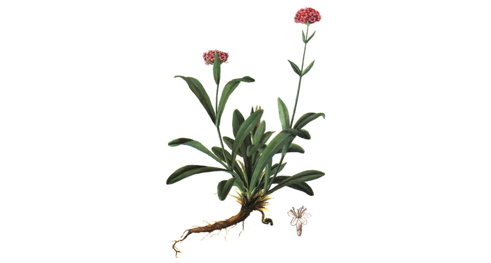 جاتامانزي أو سبيكنارد Jatamansi or Spikenard