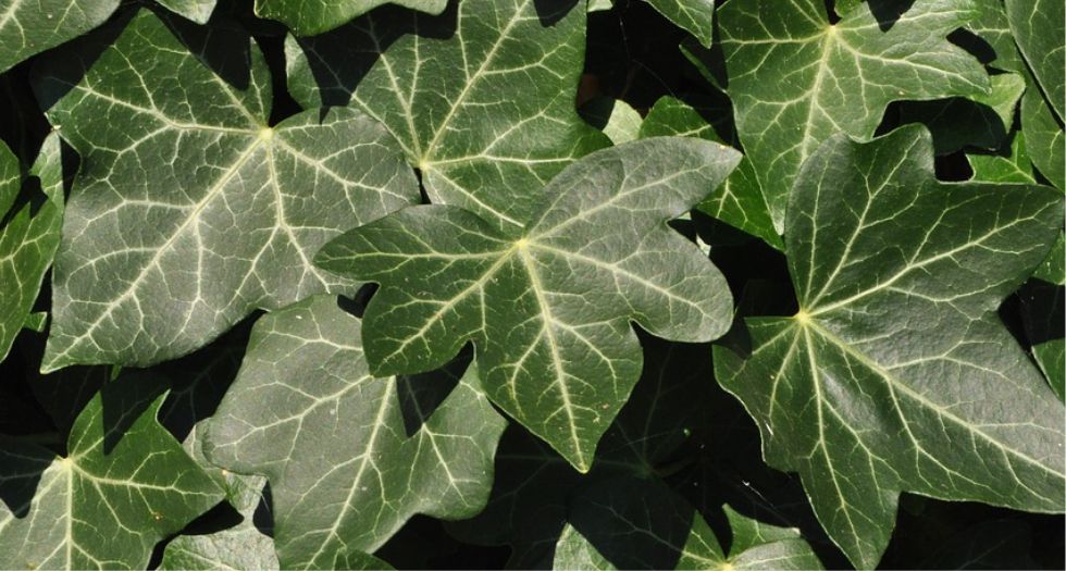 اللبلاب Ivy