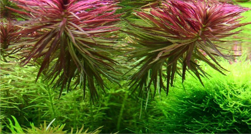 ليمنوفيلا العطرية Limnophila aromatica