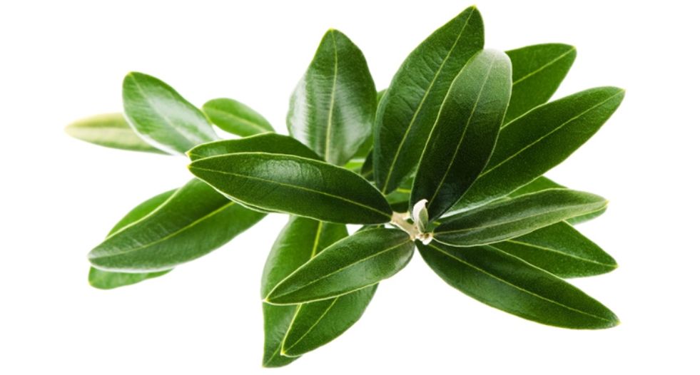 ورق الزيتون Olive Leaf