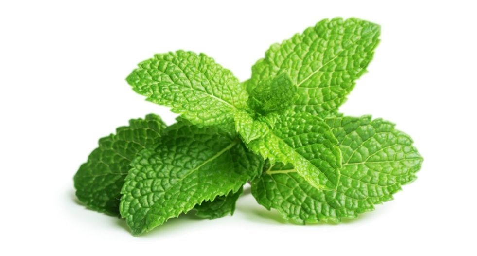 نعناع Mint