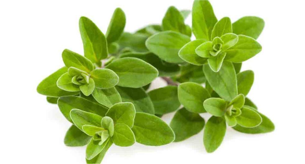 نبات البردقوش Marjoram