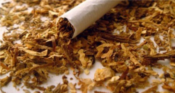 تبغ tobacco