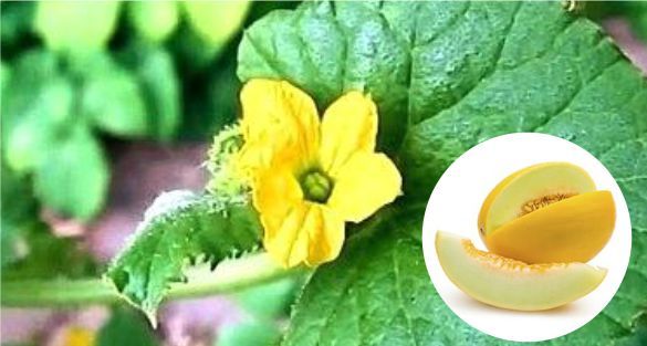 Honeydew Blossom زهر شمام كوز العسل