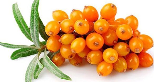Sea Buckthorn نبق البحر