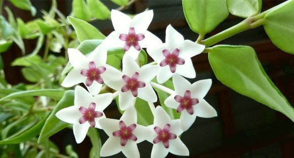 زهرة الشمع Hoya carnosa (wax plant)