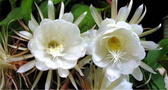 Orchid Cactus صبار الأوركيد