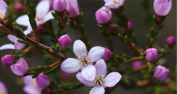 بورونيا Boronia