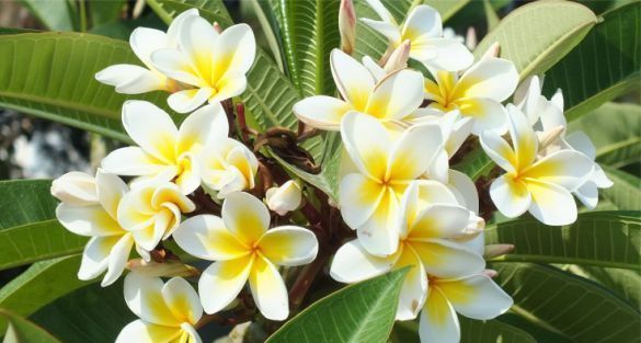 وردة فرانجيباني Frangipani فتنة