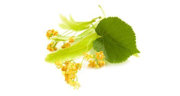 زهر الزيزفون Lime (Linden) Blossom