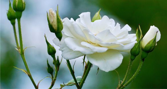 الورد الابيض White roses