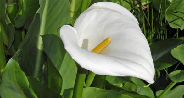 زنبق الكالا Arum Lily