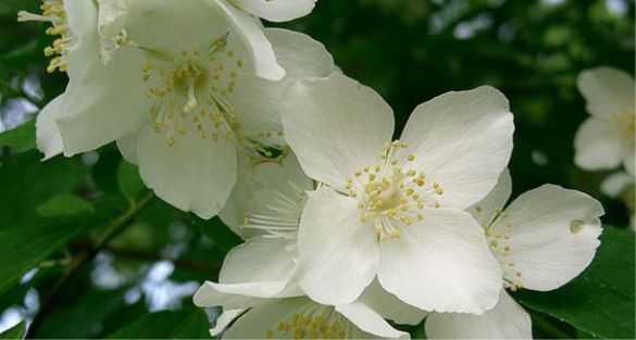 Mock Orange فيلادلفس