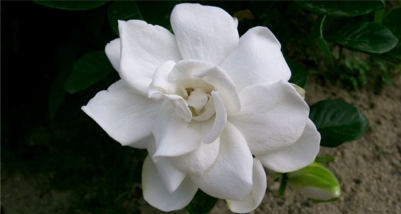الغاردينيا Gardenia