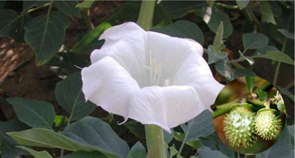 الداتورا Datura