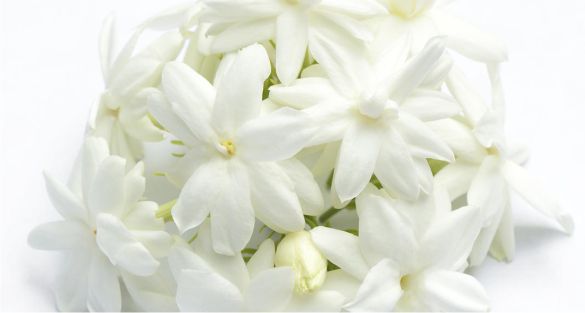 الياسمين Jasmine